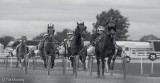 Harness racing 120708_7